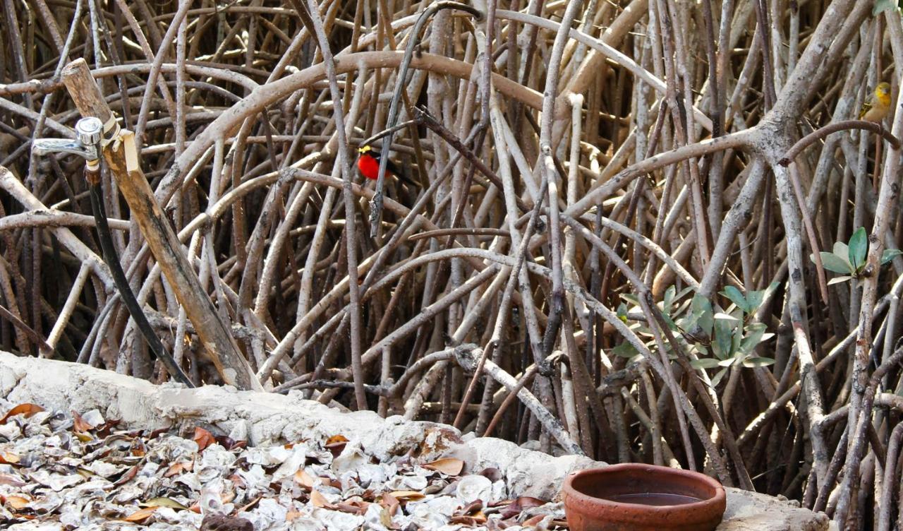 Bintang Bolong Lodge Zewnętrze zdjęcie